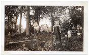 Image of SPRITES IN A PARK VINTAGE SNAPHSOT PHOTO