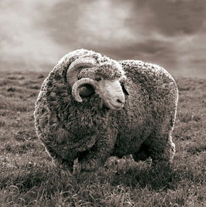 Image of wool power socks