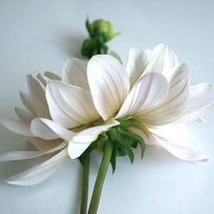 Image of Carte postale "Dahlia"