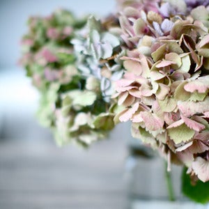 Image of Carte postale "Hortensias"