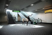 Image of Airport Elk