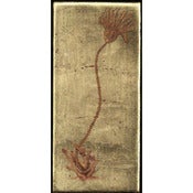 Image of Susan Spencer Hayter: Glyptocrinus