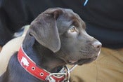 Image of Curly Tail Dog Collar