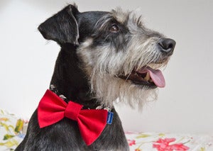 Image of Pajarita SrPerro by Pepito & Co