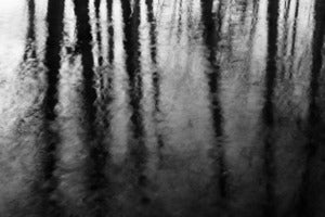Image of Pond and trees