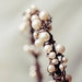 Image of first frost - pearl wire tiara
