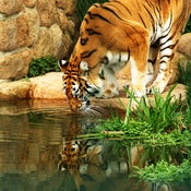 Image of Tiger Reflected (8 x 10)