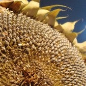 Image of Sunflower - Russian giant