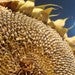 Image of Sunflower - Russian giant
