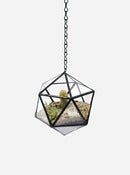Image of Suspended Mini Tetra