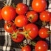 Image of Tomato - Baxter's early bush