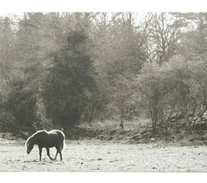 Image of postcard_horse