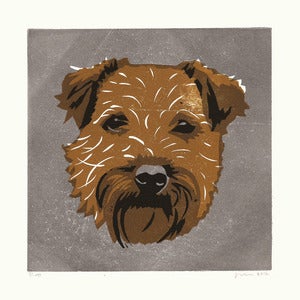 Image of BAXTER (Border Terrier)