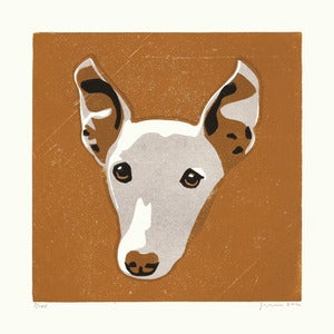 Image of FINN (Whippet)