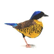 Image of GURNEY PITTA