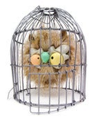 Image of Rowly In cage 