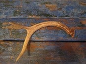 Image of DEER ANTLER