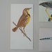 Image of bird card