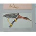 Image of bird card