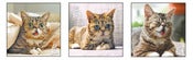 Image of Lil BUB Fridge Magnets (set of 3)