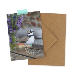 Image of LITTLE RINGED PLOVER - note card