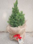 Image of Small Christmas Trees - Buy or rent same price - 40-50 cm high - perfect for children's rooms!