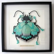 Image of Crimp Frilled Kayamori Kicking Beetle