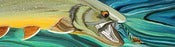 Image of Bull Trout #1