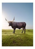 Image of Ankole (Horned Cow).