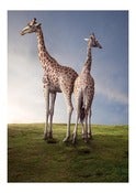 Image of Giraffes.