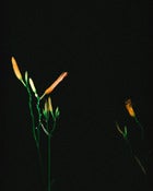 Image of "Night Flora" - 8x10 Print (Limited Edition of 4)