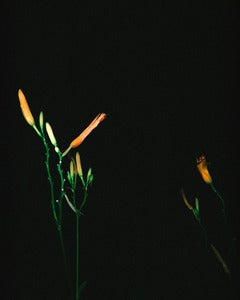 Image of "Night Flora" - 8x10 Print (Limited Edition of 4)