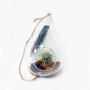 Image of air plant hanging terarrium