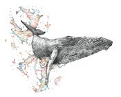 Image of Fins and Colour