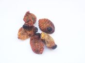Image of Sago Worm Larvae