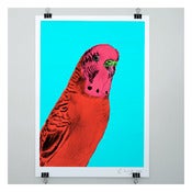 Image of THE BUDGIE PRINT by Evie Kemp