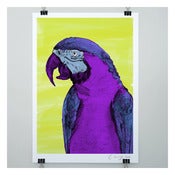 Image of THE MACAW PRINT by Evie Kemp