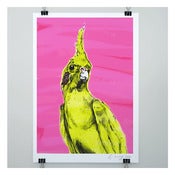 Image of THE COCKATIEL PRINT by Evie Kemp