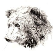Image of Bear 11 x 14 print