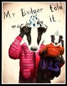 Image of Mr Badger 11 x 14 print