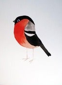 Image of Matt Sewell<br>Bullfinch