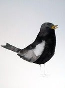 Image of Matt Sewell<br>Blackbird