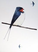 Image of Matt Sewell<br>Swallow