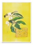 Image of Georgia Hutchison & Arini Byng - Magnolia and Foam