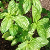 Image of Basil - Sweet Genovese