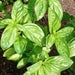 Image of Basil - Sweet Genovese