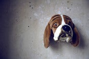 Image of Trophée basset ♥
