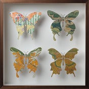 Image of Four butterfly artwork Nº50