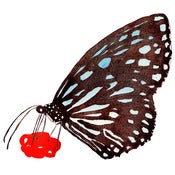 Image of Butterfly - print