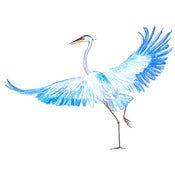 Image of Blue heron - print